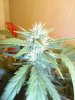 by1 (6)aa.jpg