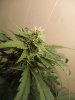 by1 (7)aa.jpg