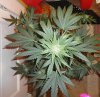by1 (1)aa.jpg