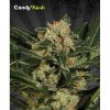 candy-kush-autoflowering.jpg