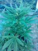 received_m_mid_1404784706483_b194f74cbd0d4a1e42_0.jpg