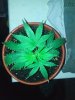 SDG day 7 veg (1).jpg
