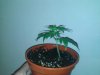 SDG day 7 veg (2).jpg