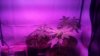 plants day 33 4 led room.jpg