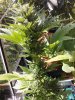 Sativa in the sun.jpg