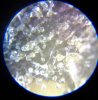 trichomebc.jpg