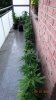 DSC00810.jpg