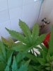 uploadfromtaptalk1405436519896.jpg