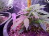 Cream_Carmel-side-day23.jpg