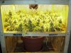 scrog.jpg