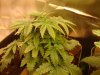 weed 018.jpg weed 018.jpg
