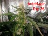 Automazar top bud day 36 .jpg Automazar top bud day 36 .jpg