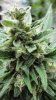 Think Different 2 main bud close up.jpg