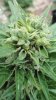 Sweet Tooth Auto 1 main bud close up.jpg