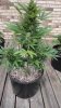 Sweet Tooth Auto 2.jpg