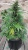 Sweet Tooth Auto 3.jpg
