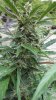Magnum 1 main bud.jpg