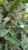 Magnum 1 main bud close up.jpg