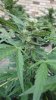 Magnum 2 main bud.jpg