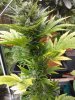 Sativa ripening.jpg
