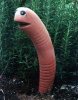 worm eyes.jpg