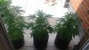 Auto WW Day 42 (2).jpg