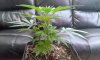SDG day 21   22.7.14 veg (1).jpg
