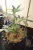 DopeSeed's AutoBudCannon 32 days 001.jpg