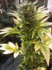 Sativa.jpg