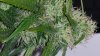 Day 42 - Main Cola.jpg Day 42 - Main Cola.jpg