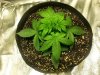 Elliana - Day 16.jpg