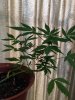 ImageUploadedByTapatalk1406270204.805675.jpg