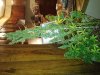 20140726_233539.jpg