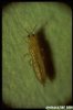 leaf miner a.jpg