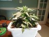 Second Grow-Day 19 005.jpg Second Grow-Day 19 005.jpg