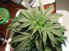 Second Grow-Day 19 007.jpg Second Grow-Day 19 007.jpg