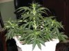 second grow-Day 23 007.jpg second grow-Day 23 007.jpg