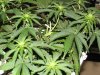 second grow-Day 23 009.jpg second grow-Day 23 009.jpg