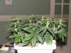 second grow-Day 23 010.jpg second grow-Day 23 010.jpg