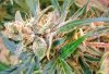 bud2.jpg