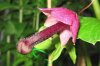 flower willy2.jpg