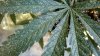 Damaged Leaf.jpg