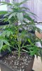 SDG day 37     5.8.14 VEG (3).jpg