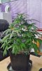 SDG day 37     5.8.14 VEG (4).jpg