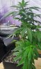 SDG day 37     5.8.14 VEG (5).jpg