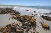 large_Kelp_on_Stinking_Beach.jpg
