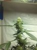 MD2gallon a.jpg MD2gallon a.jpg