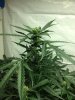 MD3gallon a.jpg MD3gallon a.jpg