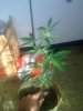 Northern lights day 33.jpg
