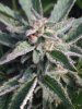 bud.jpg